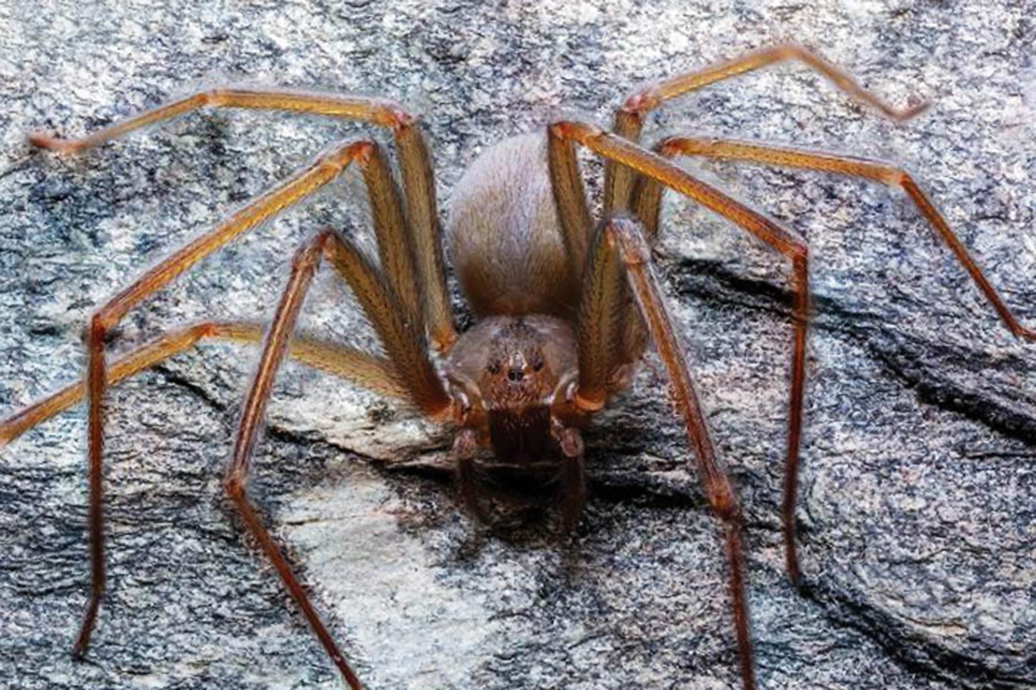 Wallpaper #82dGAZMBSpphPi3-KqlJ217 Spider with a Venomous Bite That Rots Human Flesh Discovered in Mexico