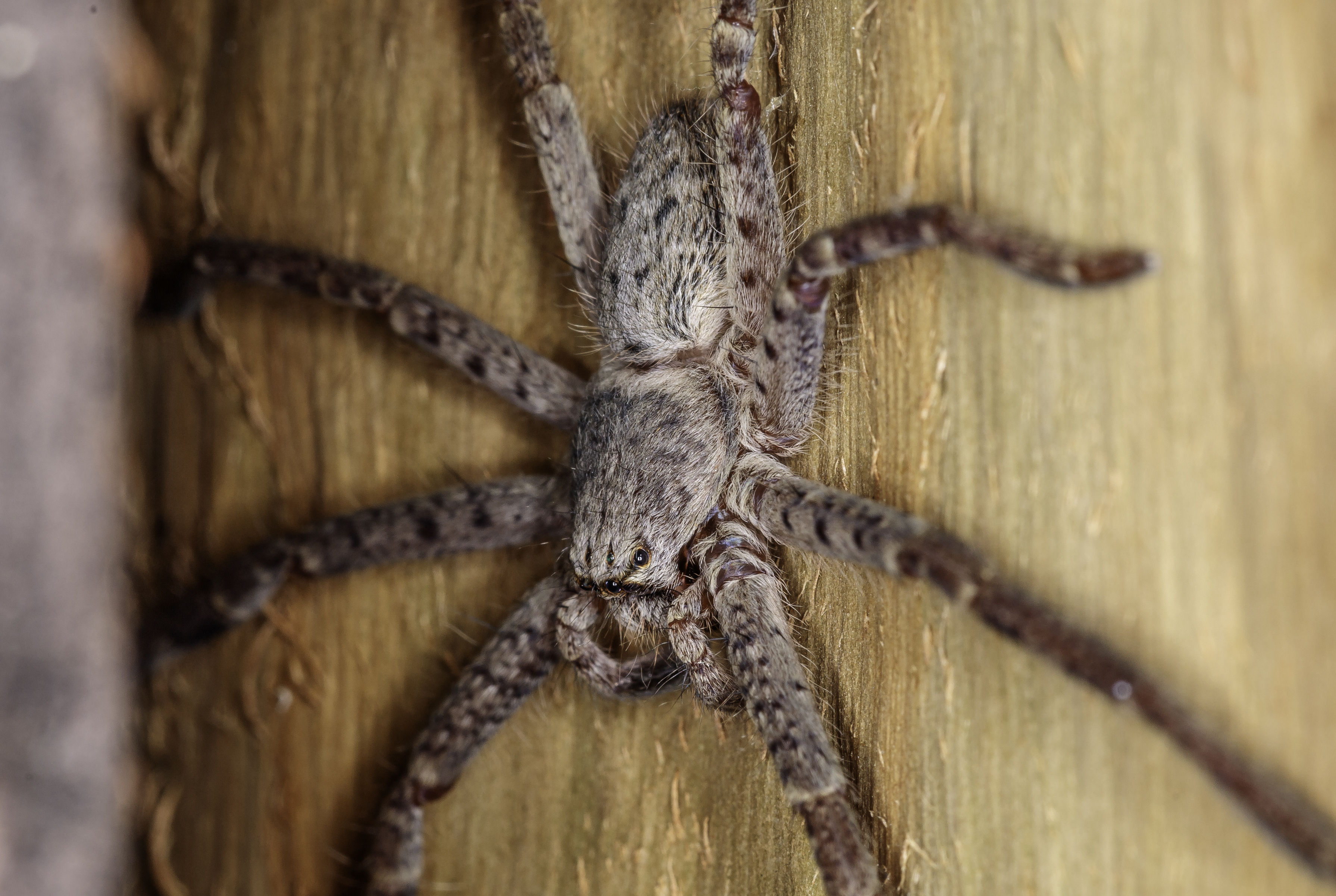 Wallpaper #VWcg6ZIBSpphPi3-e0A-51 Giant Australian Huntsman Spider