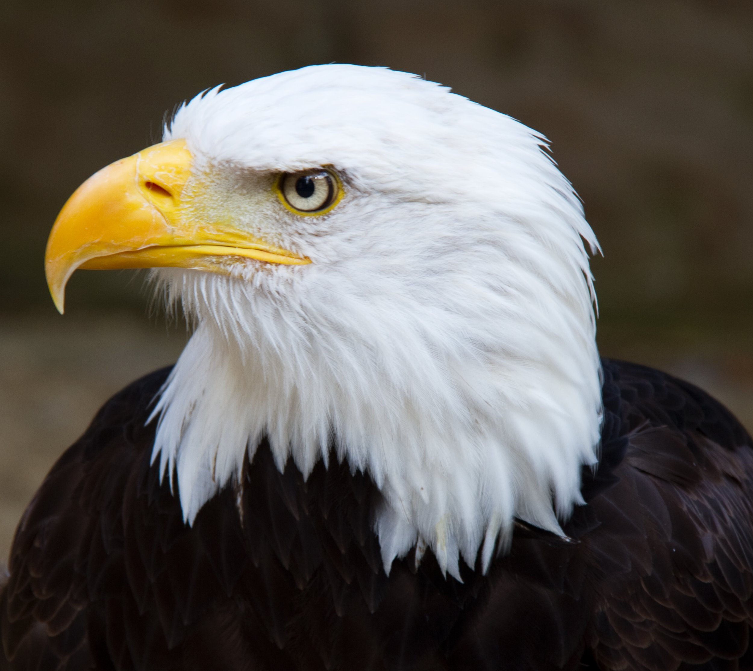 Wallpaper #6ef95 11209 Gier Eagle Images Stock Photos Vectors Shutterstock