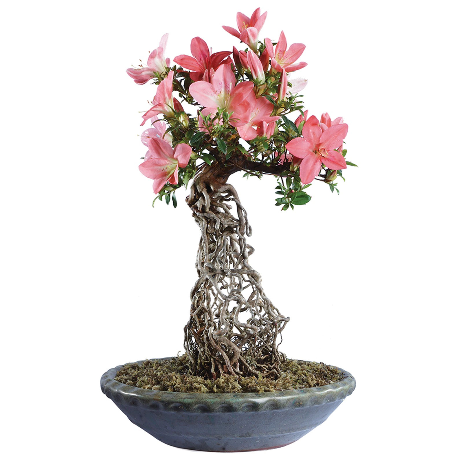 Wallpaper #d8e0c Satsuki Azalea Bonsai Trees Buy Online Greenwood Bonsai Studio