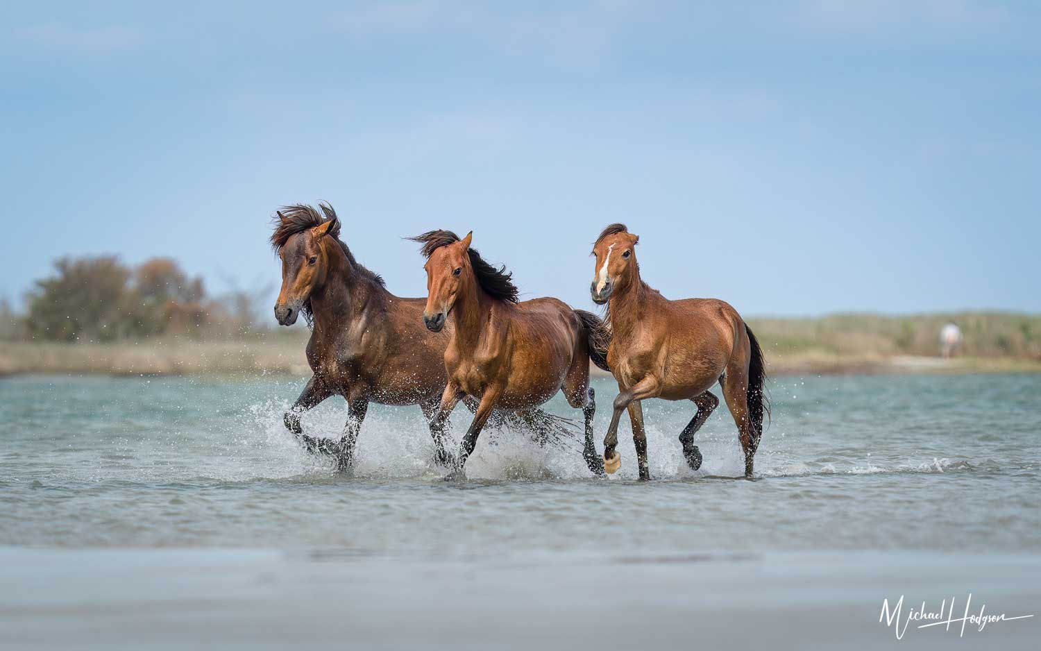 Wallpaper #YOpmVZMBlwTYPL18sg1d272 Wild Mustangs Running in Water Hi Travel Tales