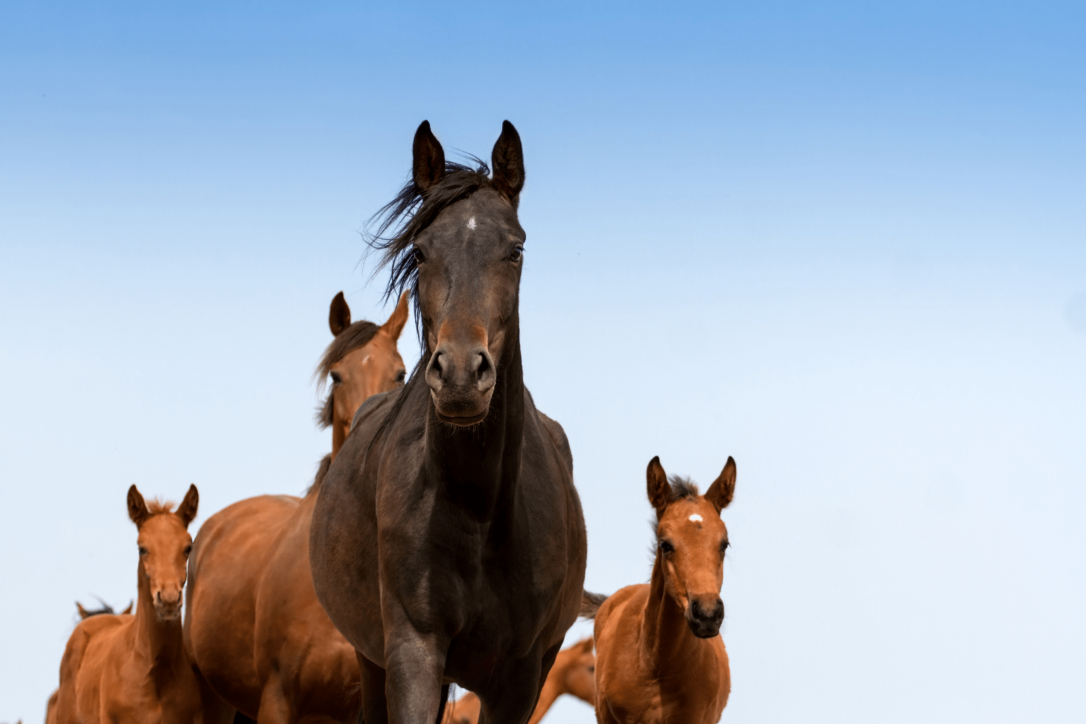 Wallpaper #01bDeZcBsd6xcFiE6tsZ85 Groups of Horses a Beginners Guide to Herd Dynamics