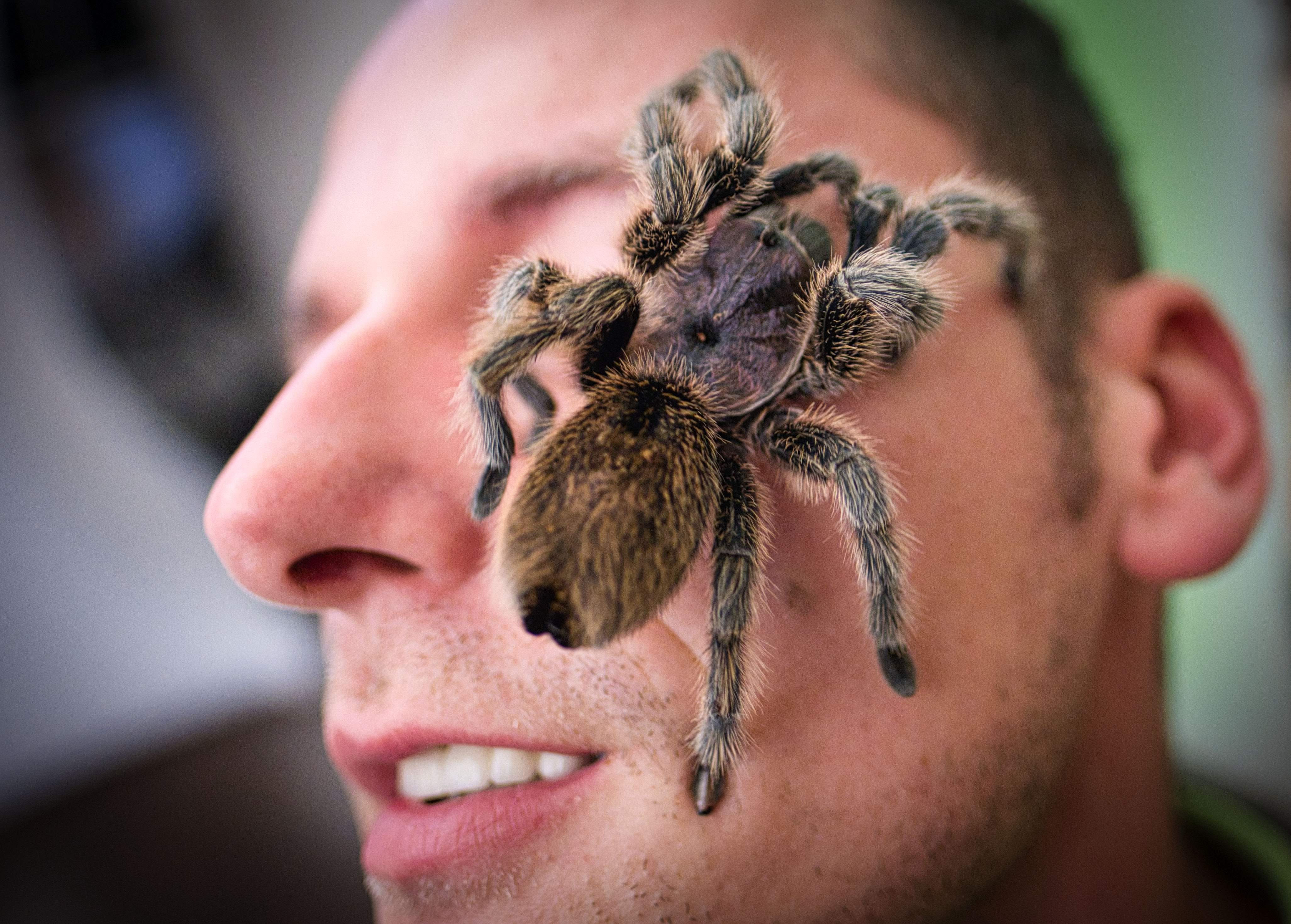 Wallpaper #VWcg6ZIBSpphPi3-e0A-176 What is the Biggest Spider in the World These Are Largest Arachnids