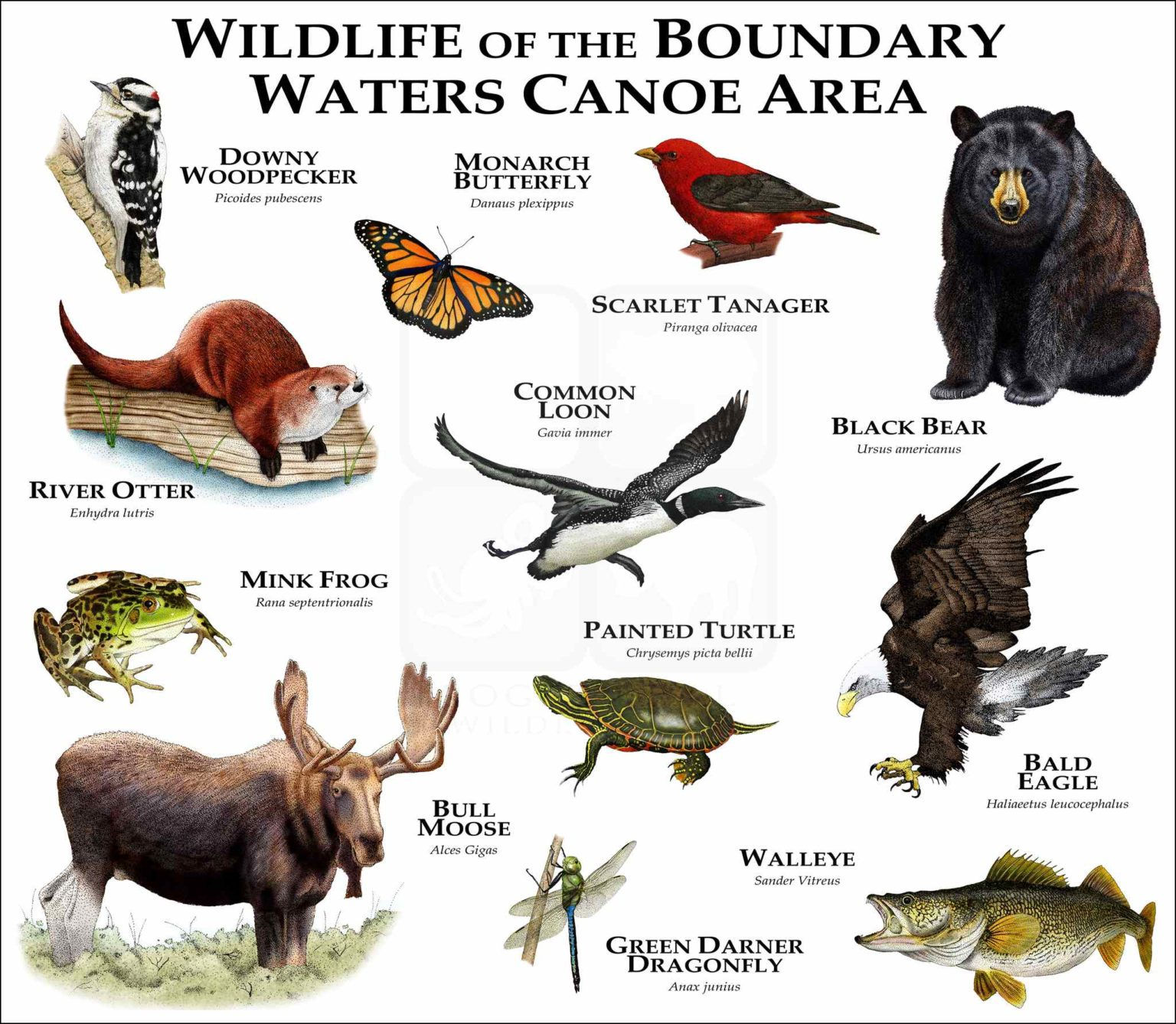 Wallpaper #yDEUNpMB5zzyi_yYZFhW366 Wildlife of the Canadian Shield Poster Print Inkart