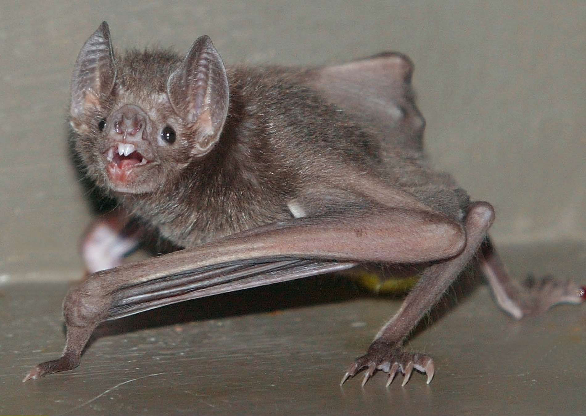 Wallpaper #S2cLE5MBSpphPi3-pP5k176 Largest Vampire Bat Ever Found to Be Extinct Desmodus Draculae Syfy Wire