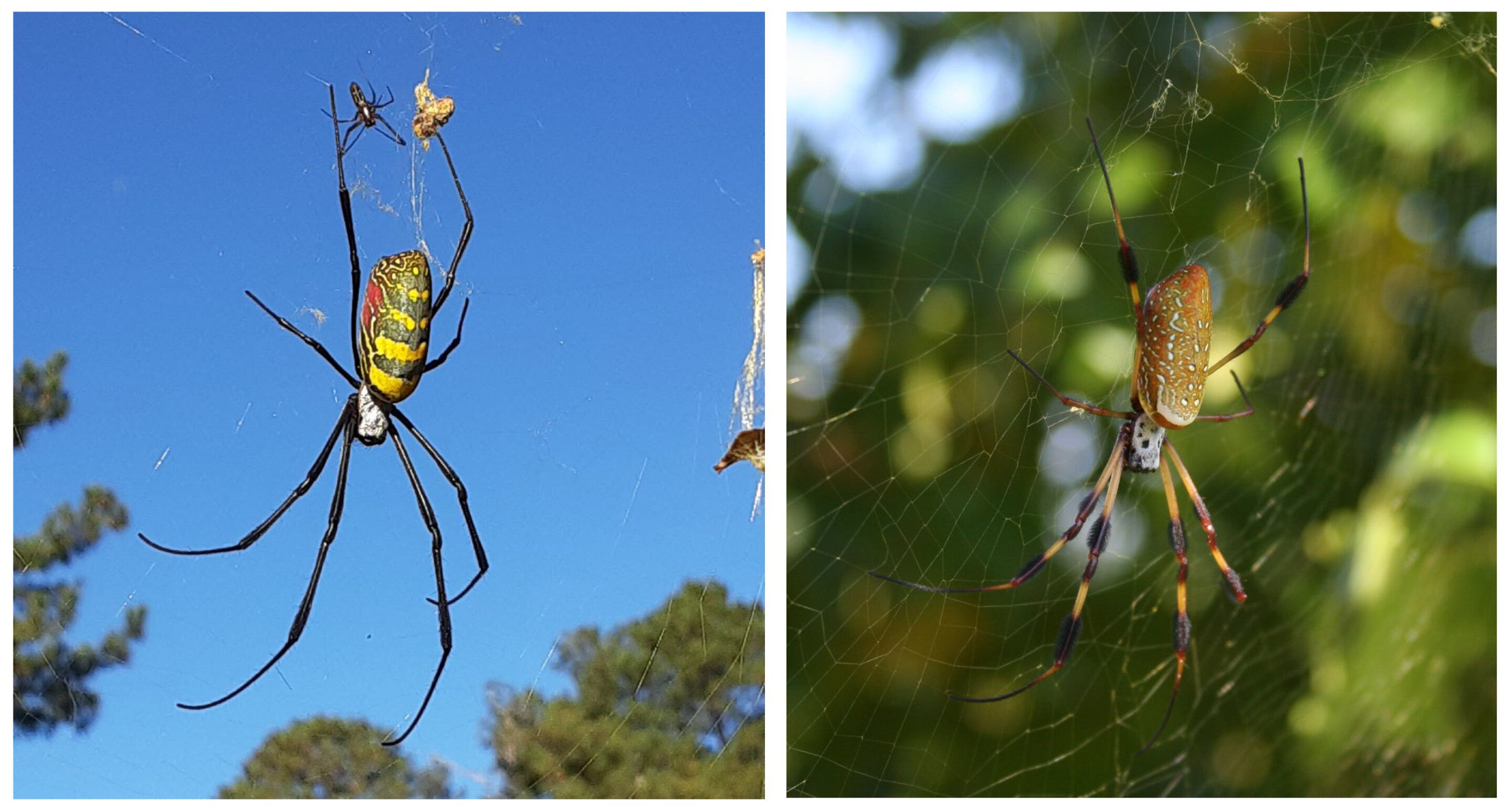 Wallpaper #4WiTH5MBSpphPi3-kStI244 New Study Suggests Massive Joro Spiders Are Gentle Giants