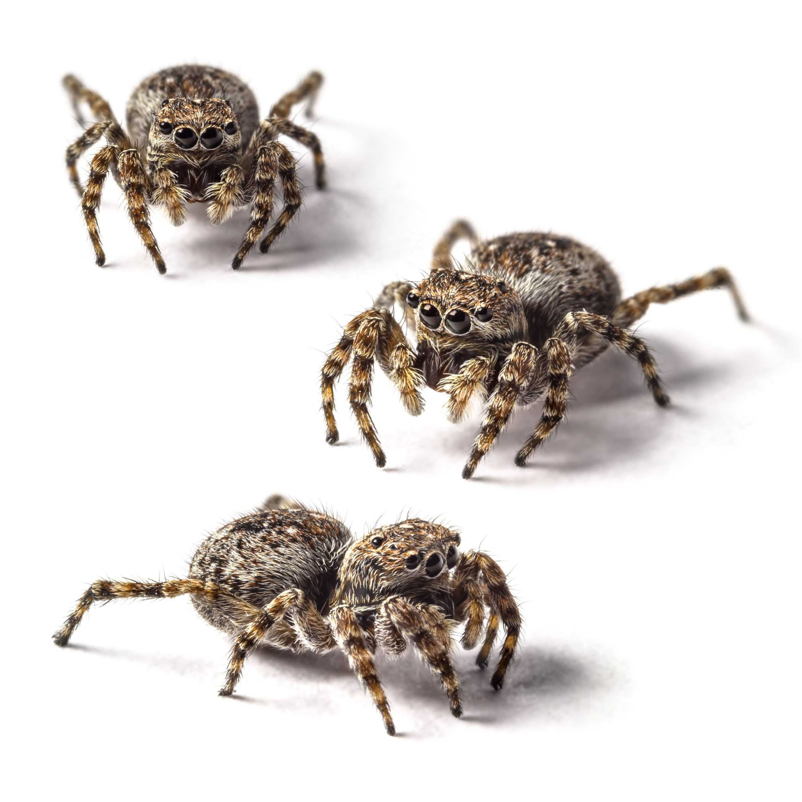 Wallpaper #0py84pIBZHQxiYarPcGv43 How Do Spiders Move and How Do Their Legs Work
