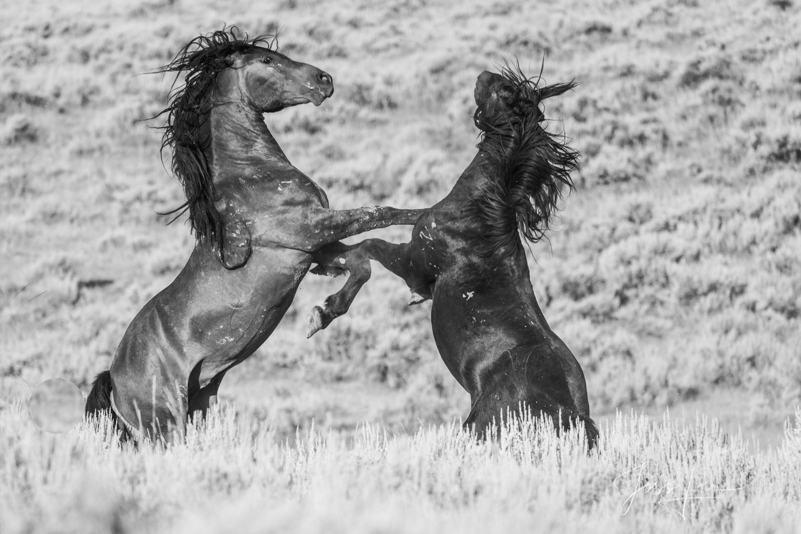 Wallpaper #CR2YLJMBlOZrFDOk0ssm200 Black White Wild Horse Stallions Fighting on Their Hind Legs