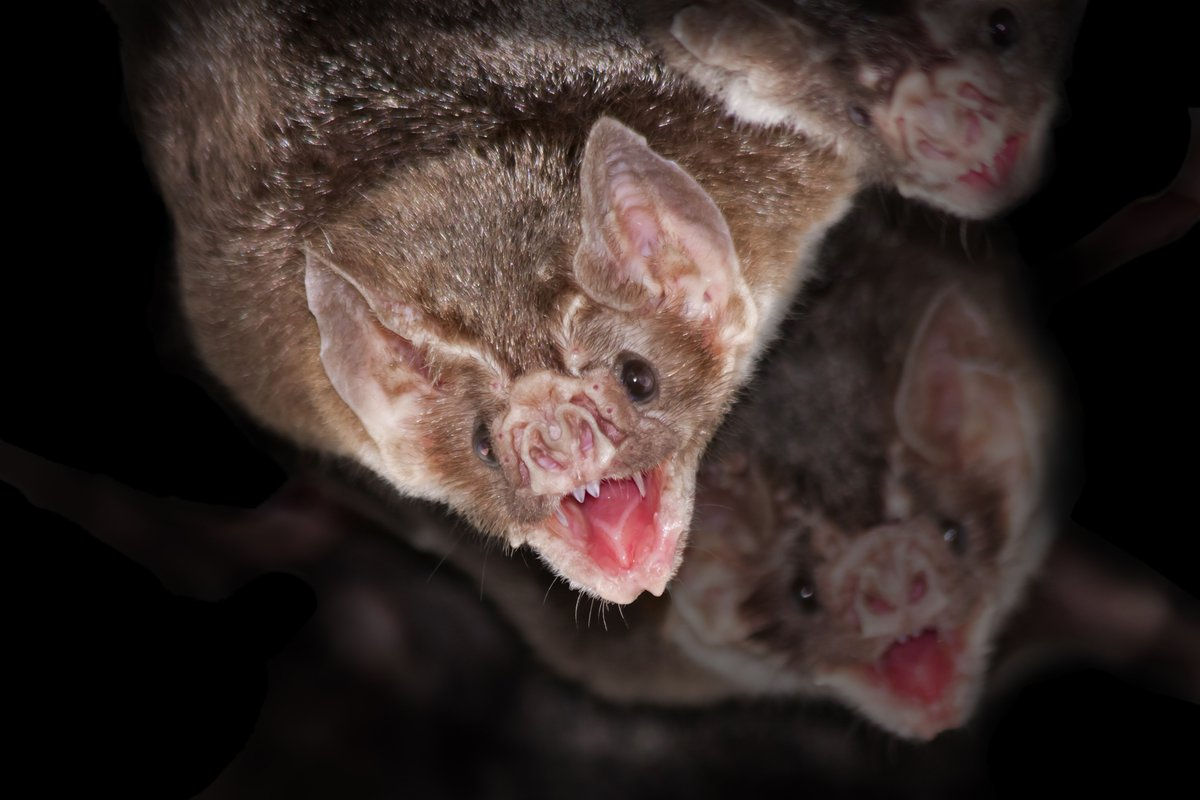 Wallpaper #r3KDMpMBX2lk1u3ogFrF259 Vampire Bat the Most Extreme Wiki Fandom