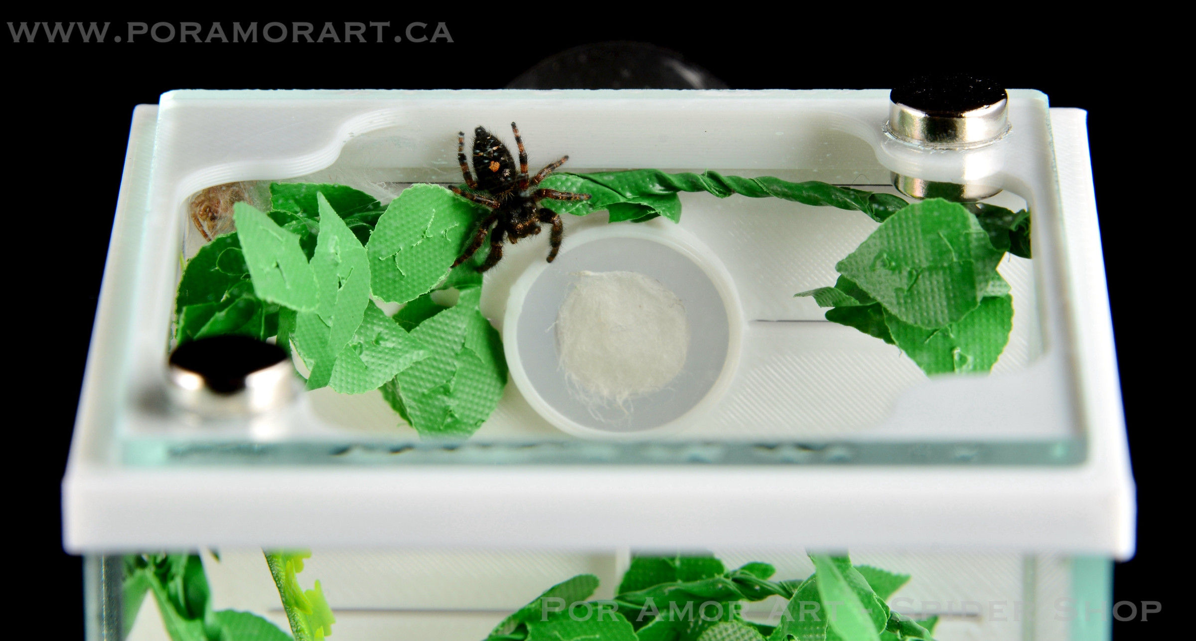 Wallpaper #wmfS65IBSpphPi3-9k4K368 Jumping Spiders Enclosure Setup Parameters Guide
