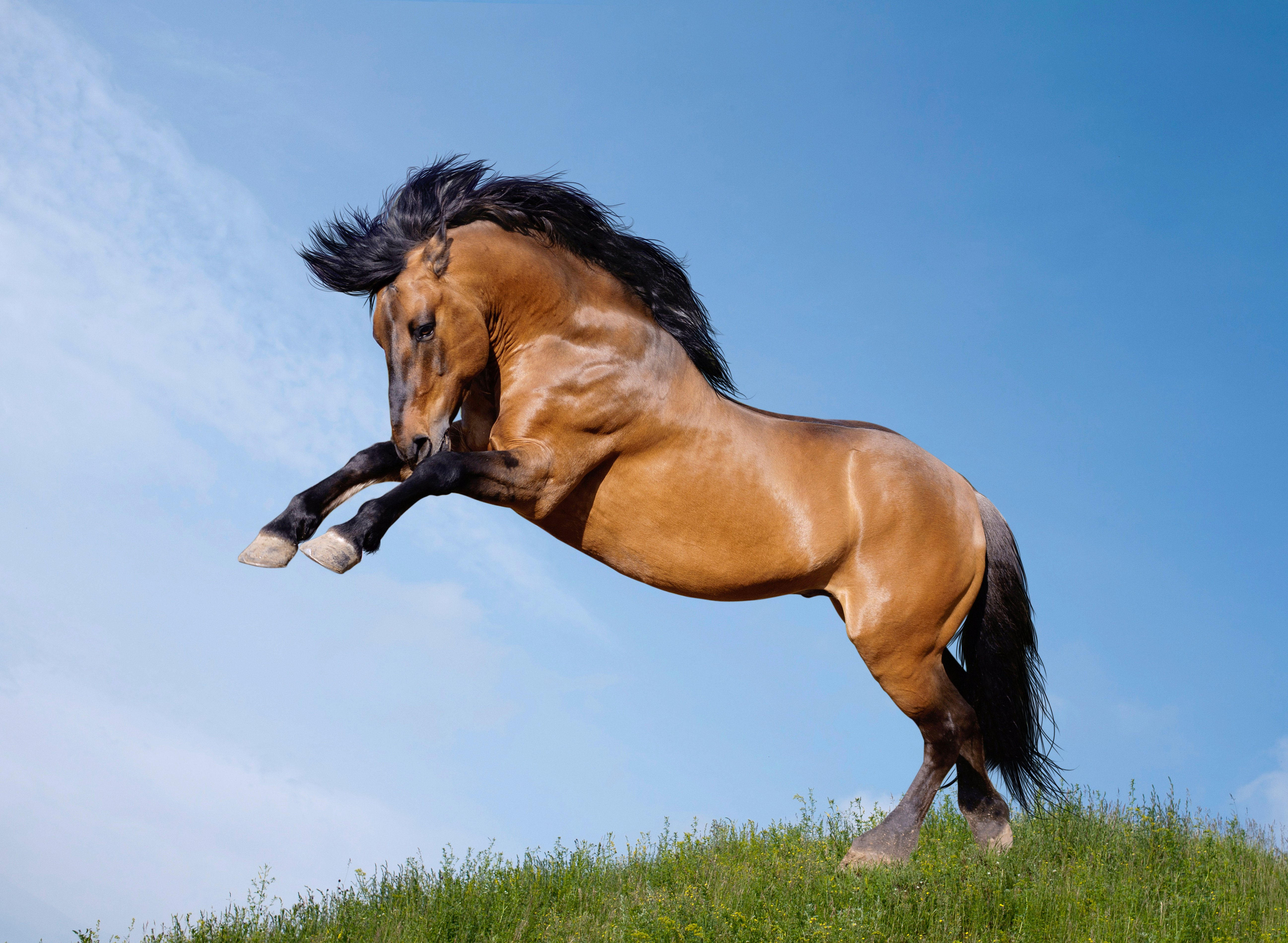 Wallpaper #Gx2aLJMBlOZrFDOk68sw7 Horses Jump Animals Wallpapers Wallpapers HD Desktop and Mobile