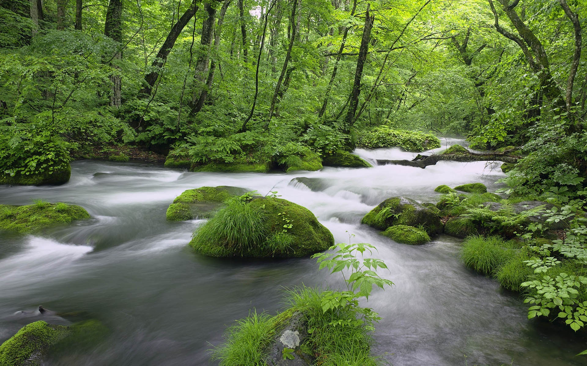 Wallpaper #X2dkC5MBSpphPi3-7dk148 Nature Trees River Plants Wallpapers HD Desktop and Mobile Backgrounds