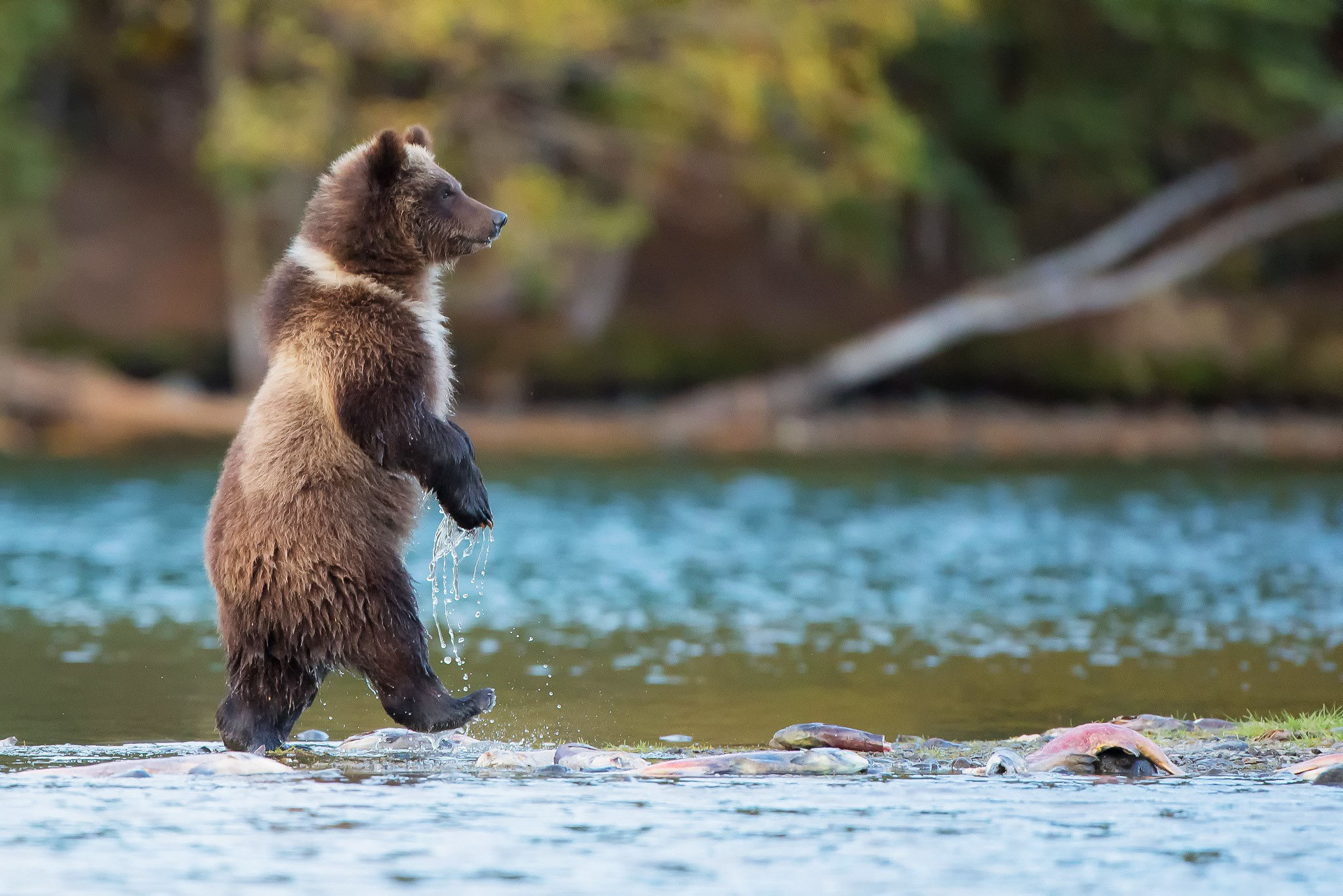 Wallpaper #-3cLKJMB-pgBXx60uaiw82 Bears Nature Animals River Baby Animals Grizzly Bears Grizzly