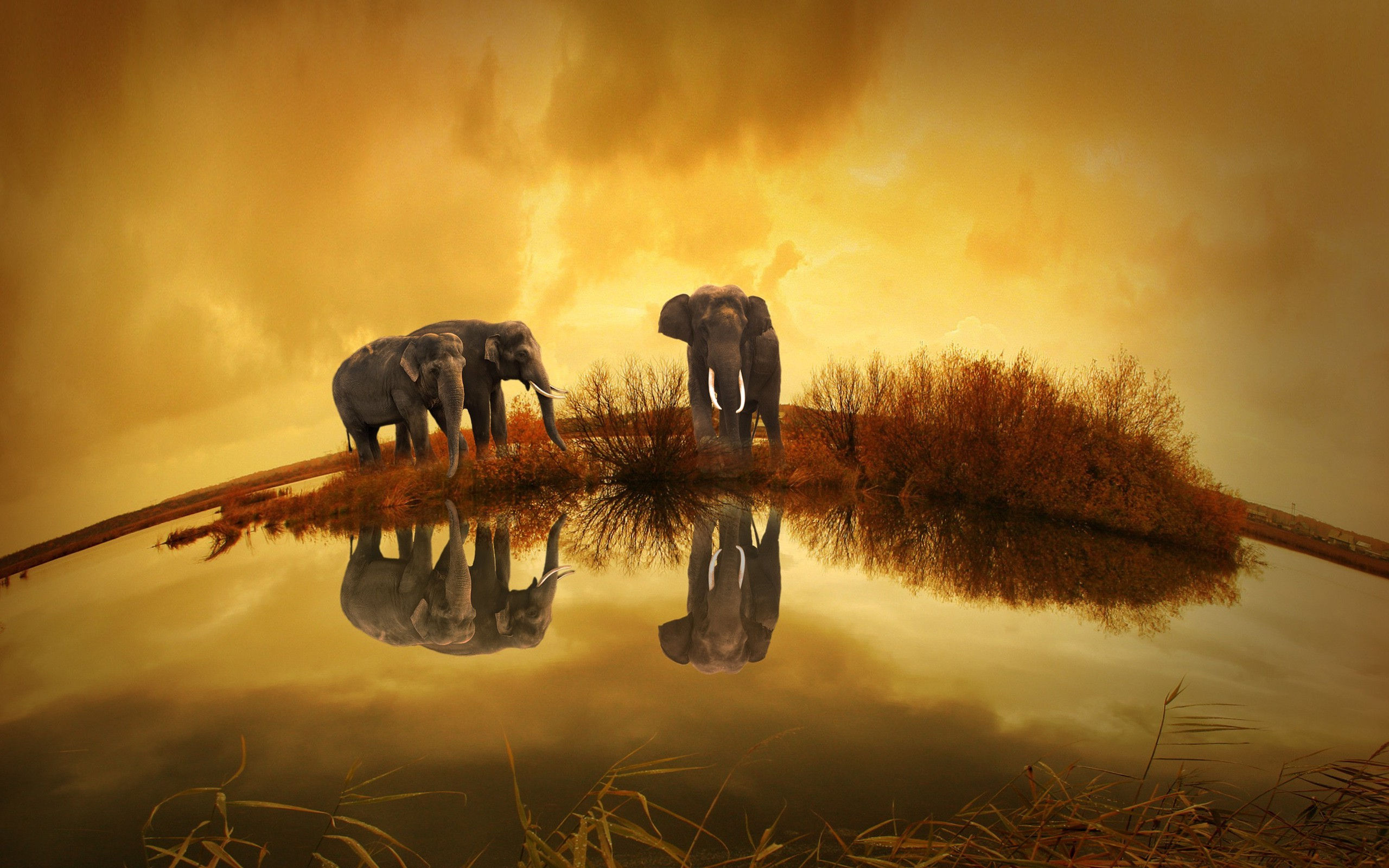 Wallpaper #sHfNJ5MB-pgBXx60h6cK142 Thailand Animals Elephants Wallpapers HD Desktop and Mobile Backgrounds