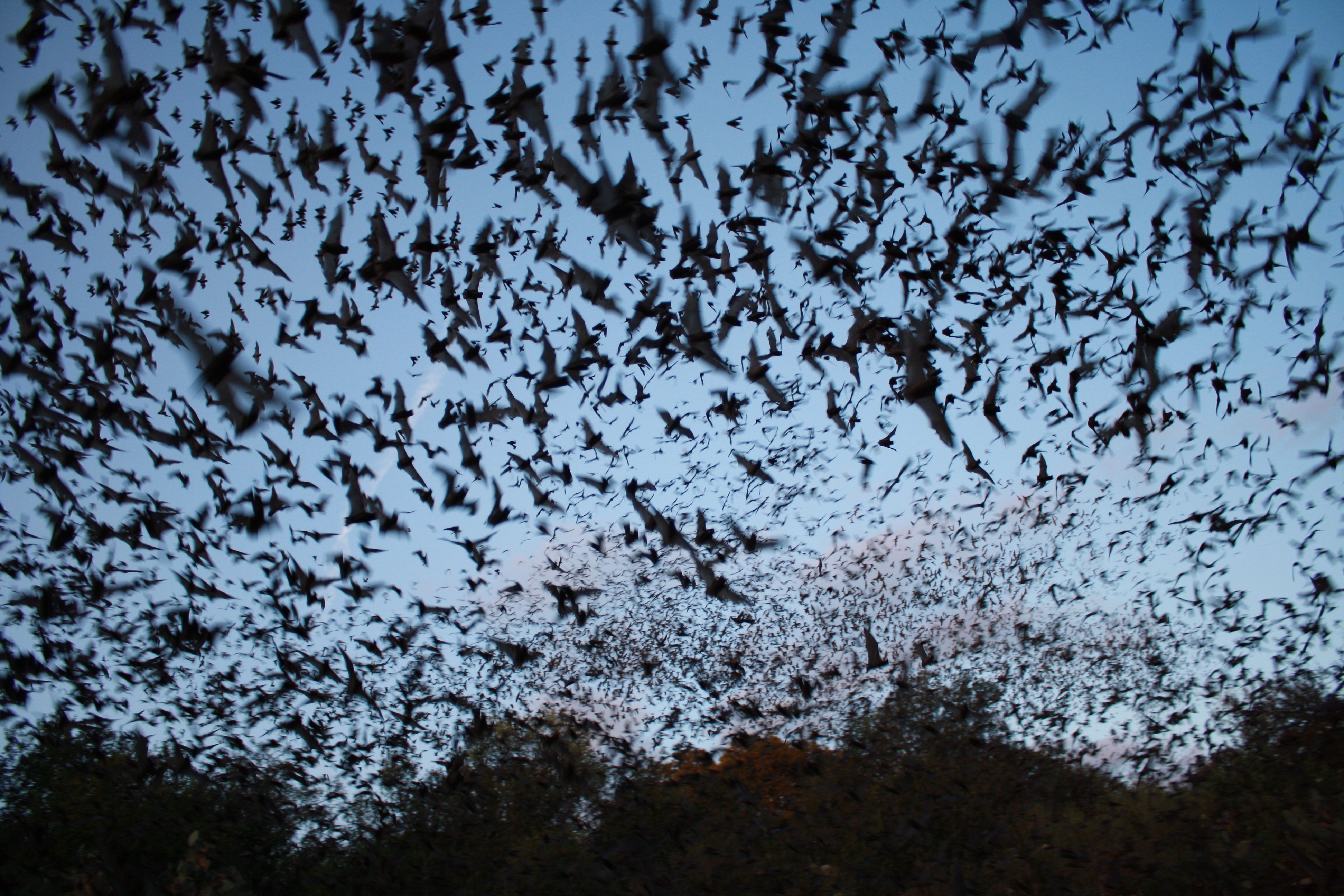 Wallpaper #mxm_HY8BtGB6xQ78GHdV37 Bats Mammal Bat Chiroptera Flock Swarm Wallpapers HD Desktop and