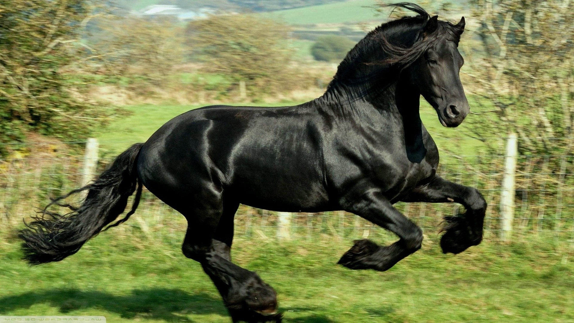 Wallpaper #LH1h8I4Bnwiau_P6ewav52 Horse Animals Black Running Wallpapers HD Desktop and Mobile