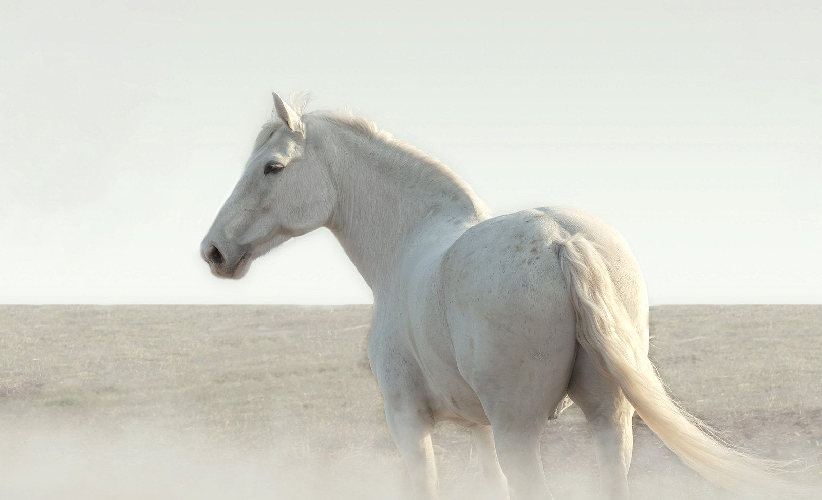 Wallpaper #8h2ULJMBlOZrFDOkIMqE411 When a White Horse is Not a Horse Ibbaka