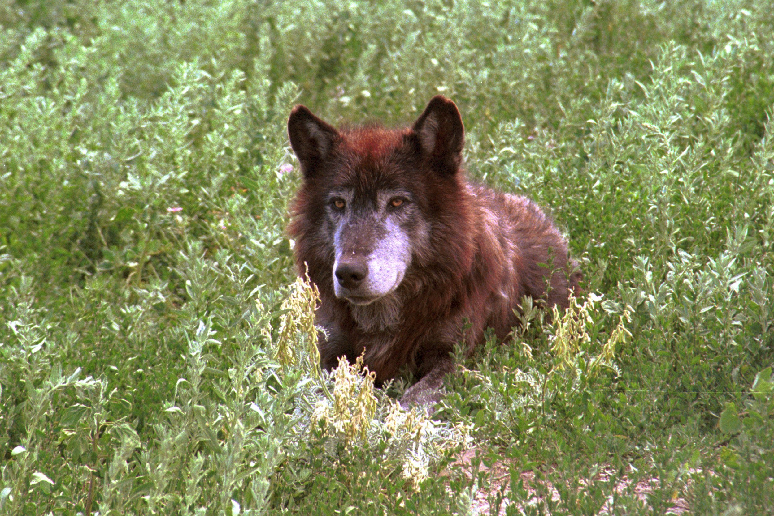 Wallpaper #tGf8CJMBSpphPi3-Bc3h328 Skinwalker Wolf