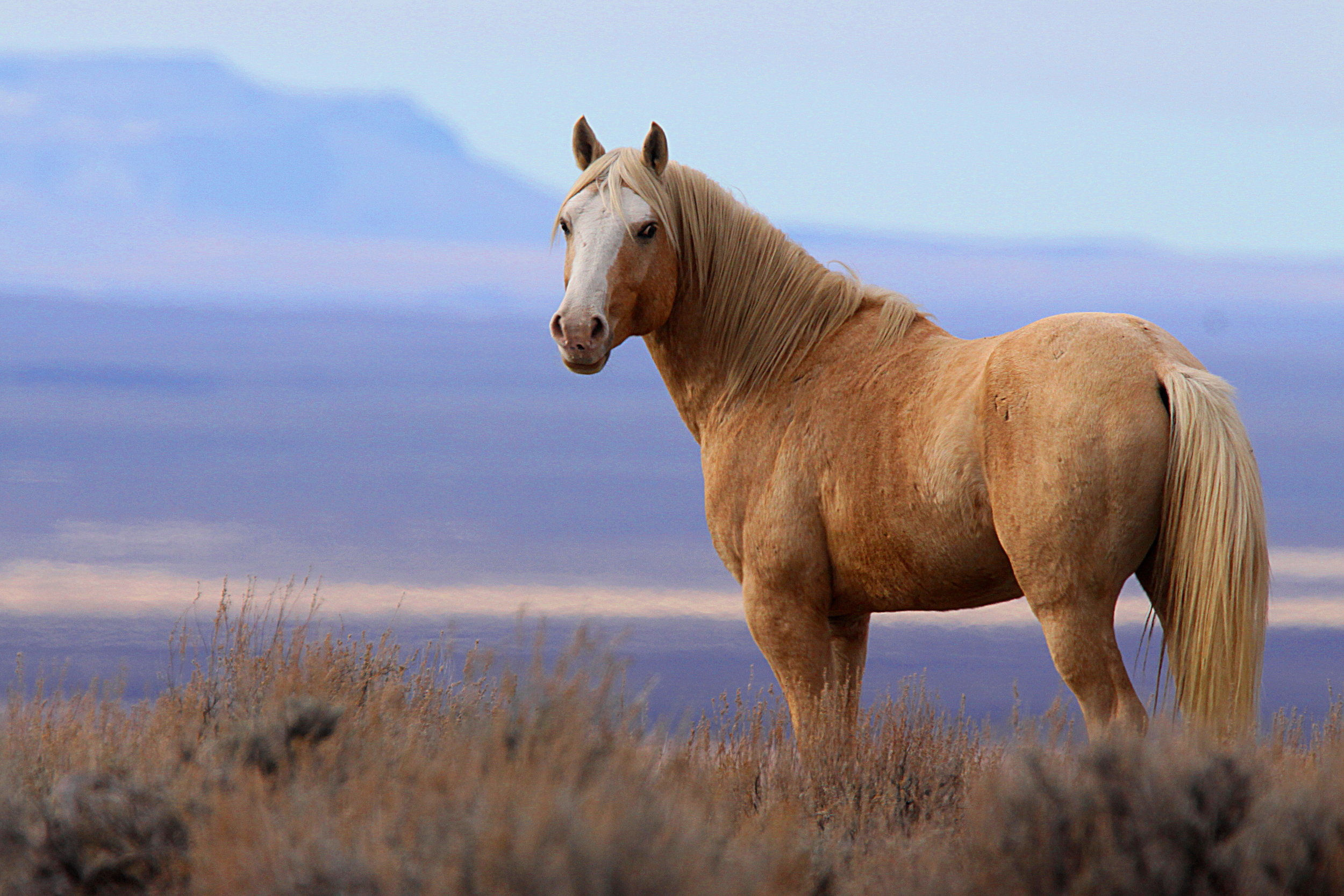 Wallpaper #7HP7f44BFI5NbQks4Bdg31 Wind River Wild Horse Sanctuary