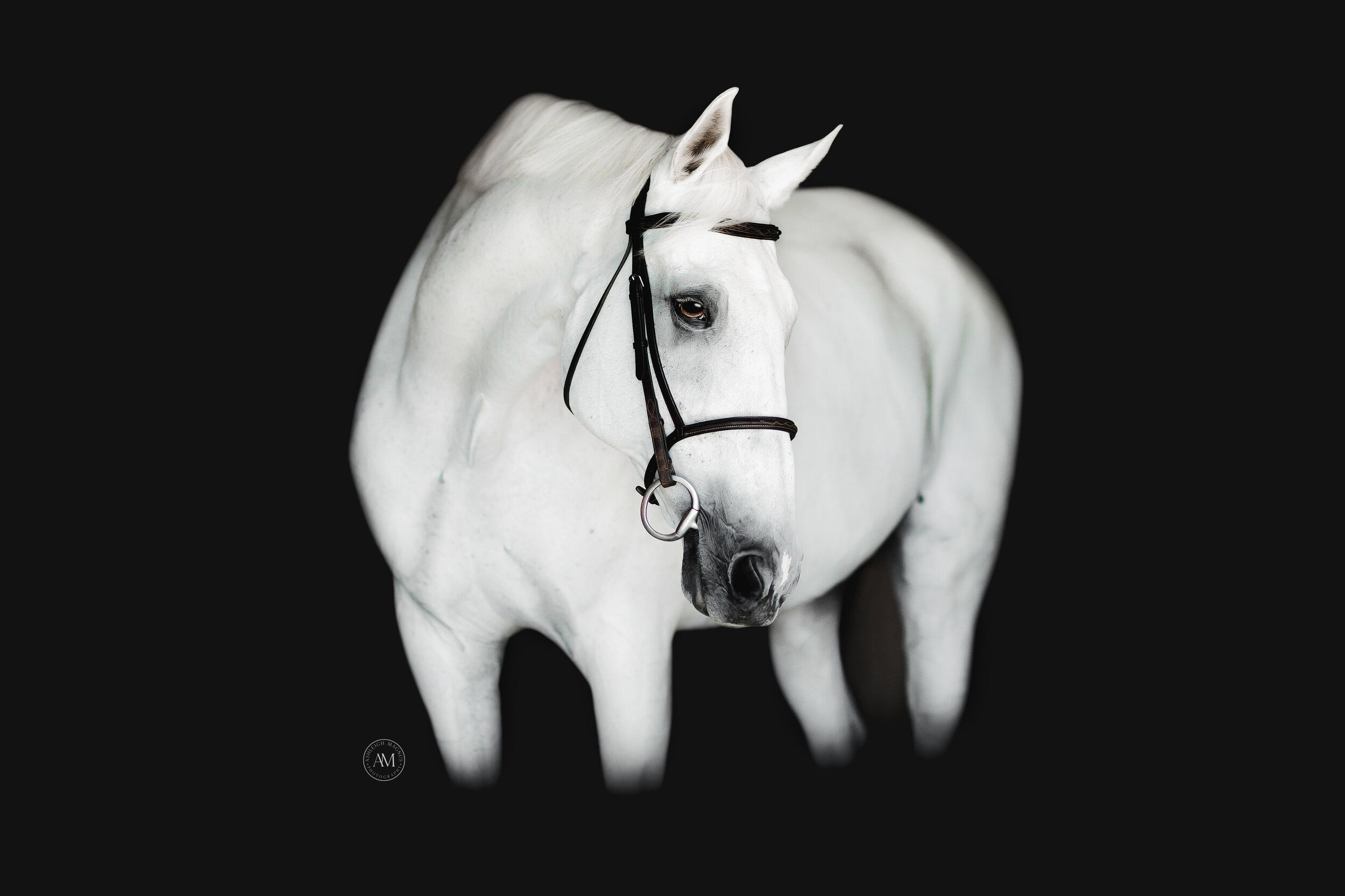 Wallpaper #bWfaEpMBSpphPi3-4_0h188 Horse Black Background Photography Ashleigh Magnus