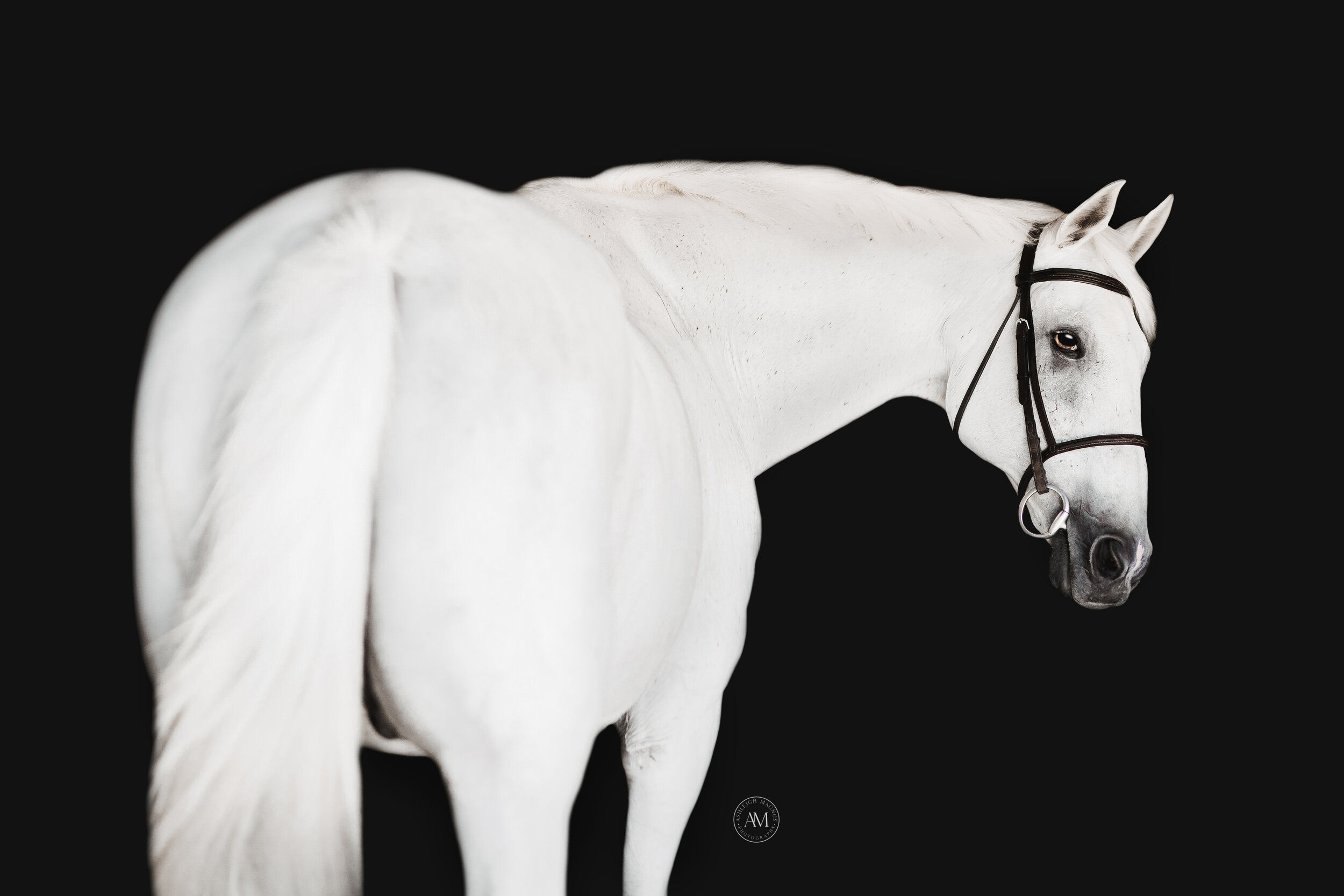 Wallpaper #bWfaEpMBSpphPi3-4_0h175 Horse Black Background Photography Ashleigh Magnus
