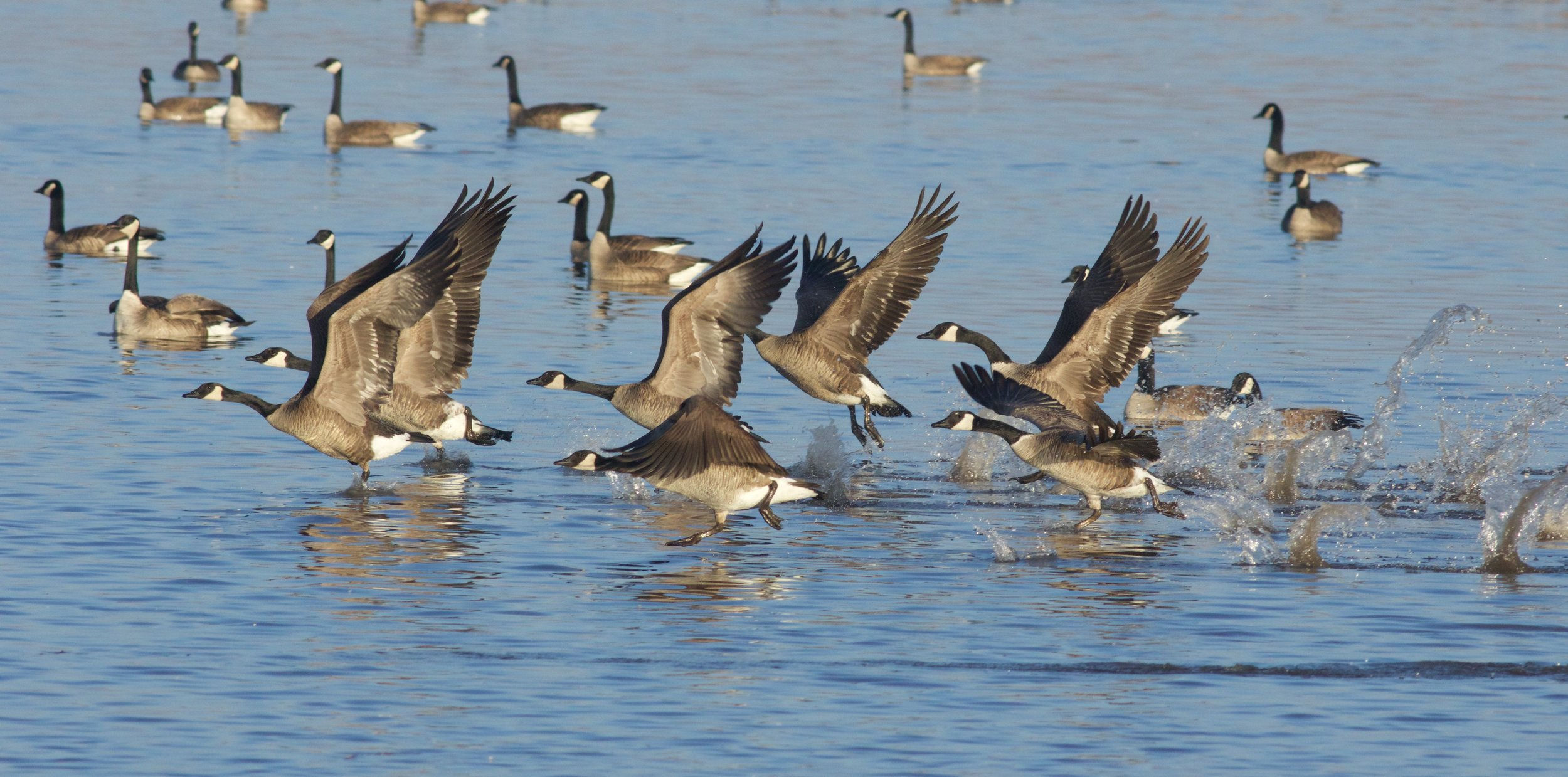 Wallpaper #4334F Canada Goose Migration a Complete Guide Birdfact