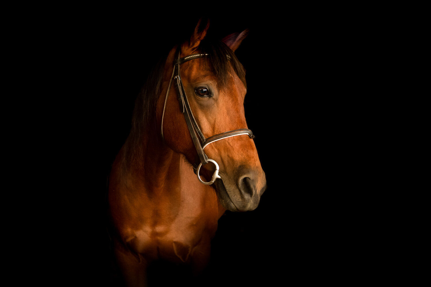 Wallpaper #bWfaEpMBSpphPi3-4_0h10 Black Background Horse Photography
