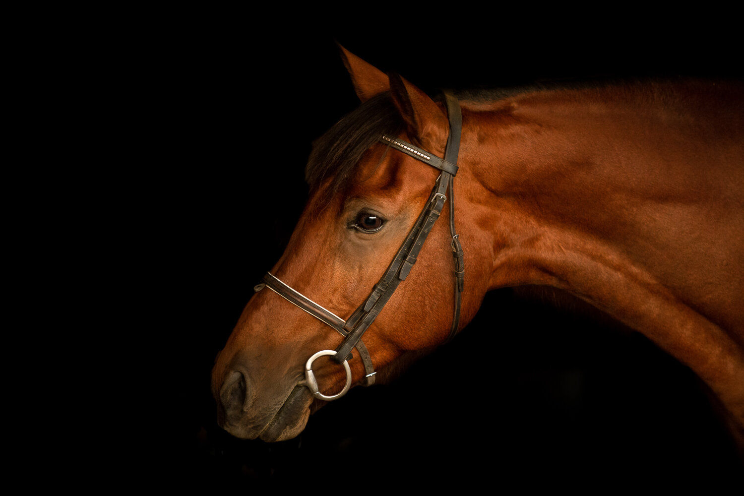 Wallpaper #bWfaEpMBSpphPi3-4_0h45 Black Background Horse Photography