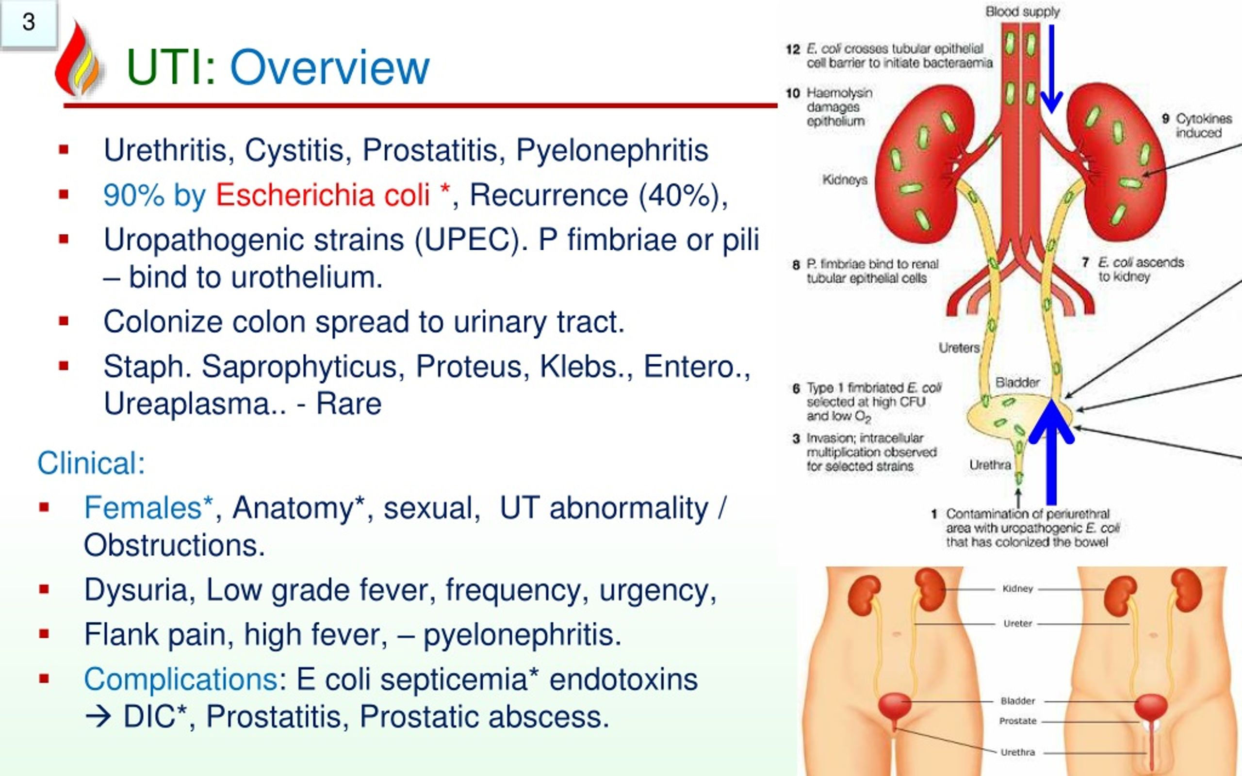 Wallpaper #2D780 182 Bacterial Infections of the Urinary System Biology Libretexts