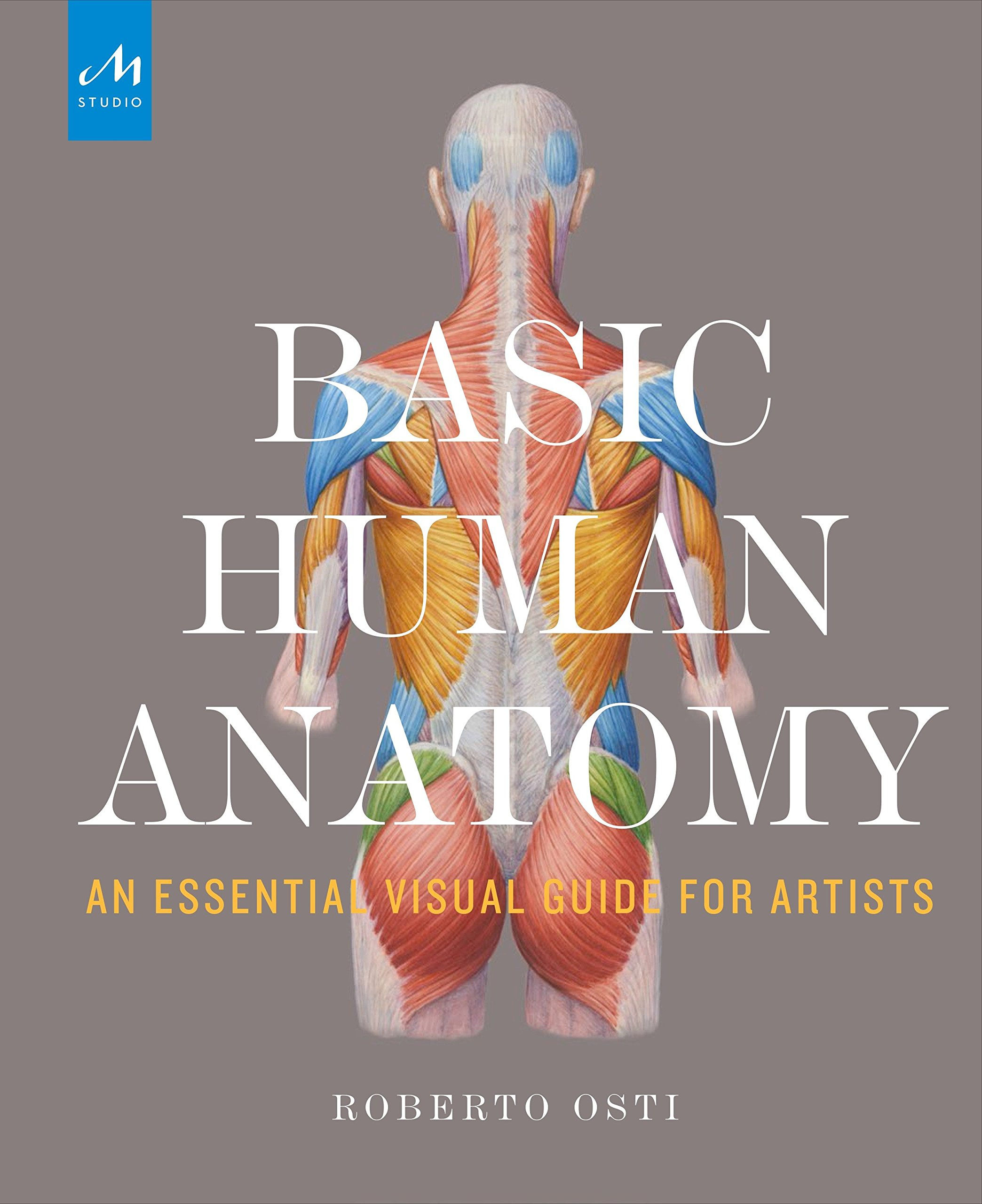 Wallpaper #WWdkEpMBSpphPi3-tvsO290 Pdf Download Basic Human Anatomy an Essential Visual Guide for Artists